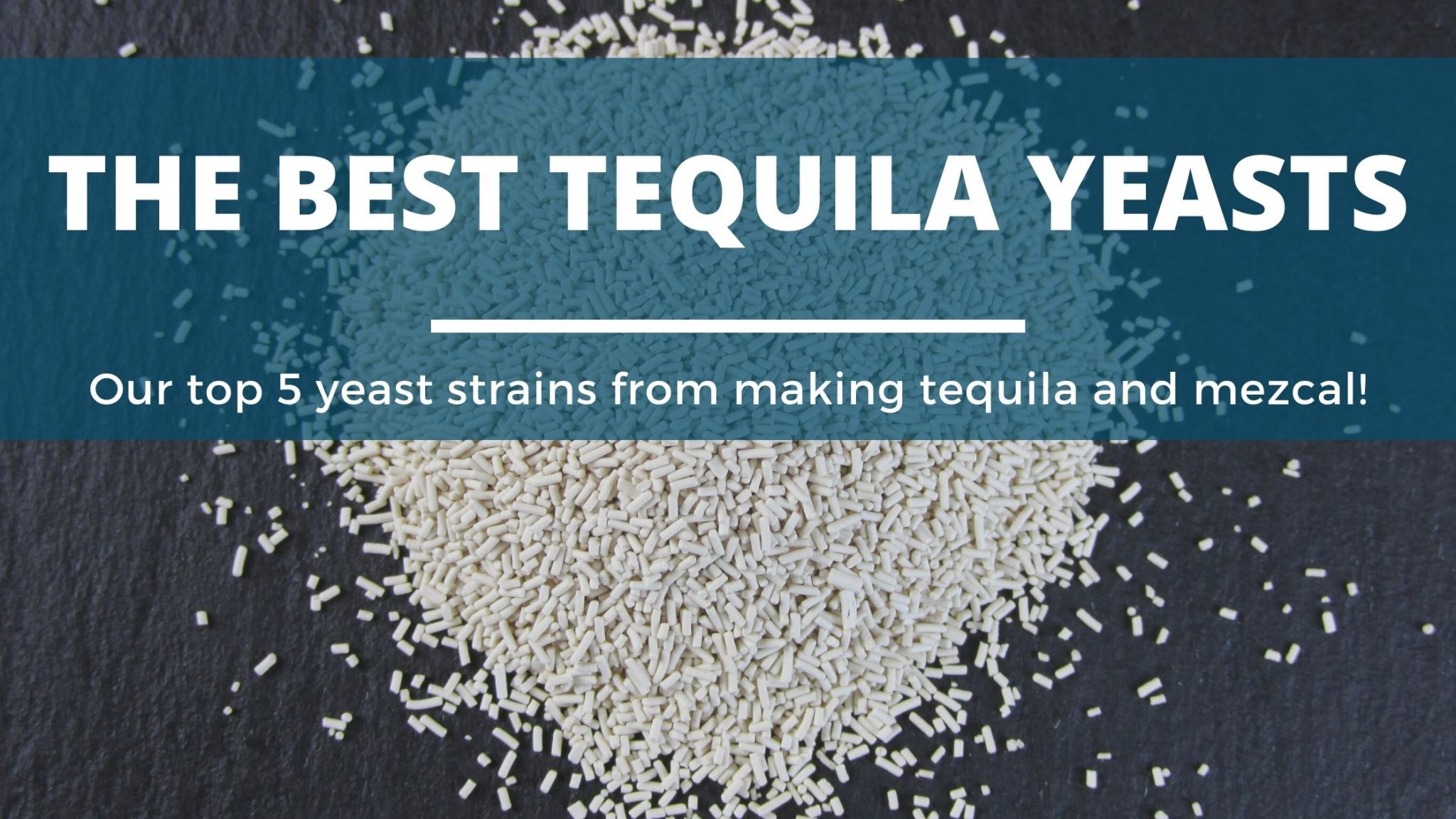 The Best Yeast For Distilling Tequila and Mezcal (Explained!) DIY