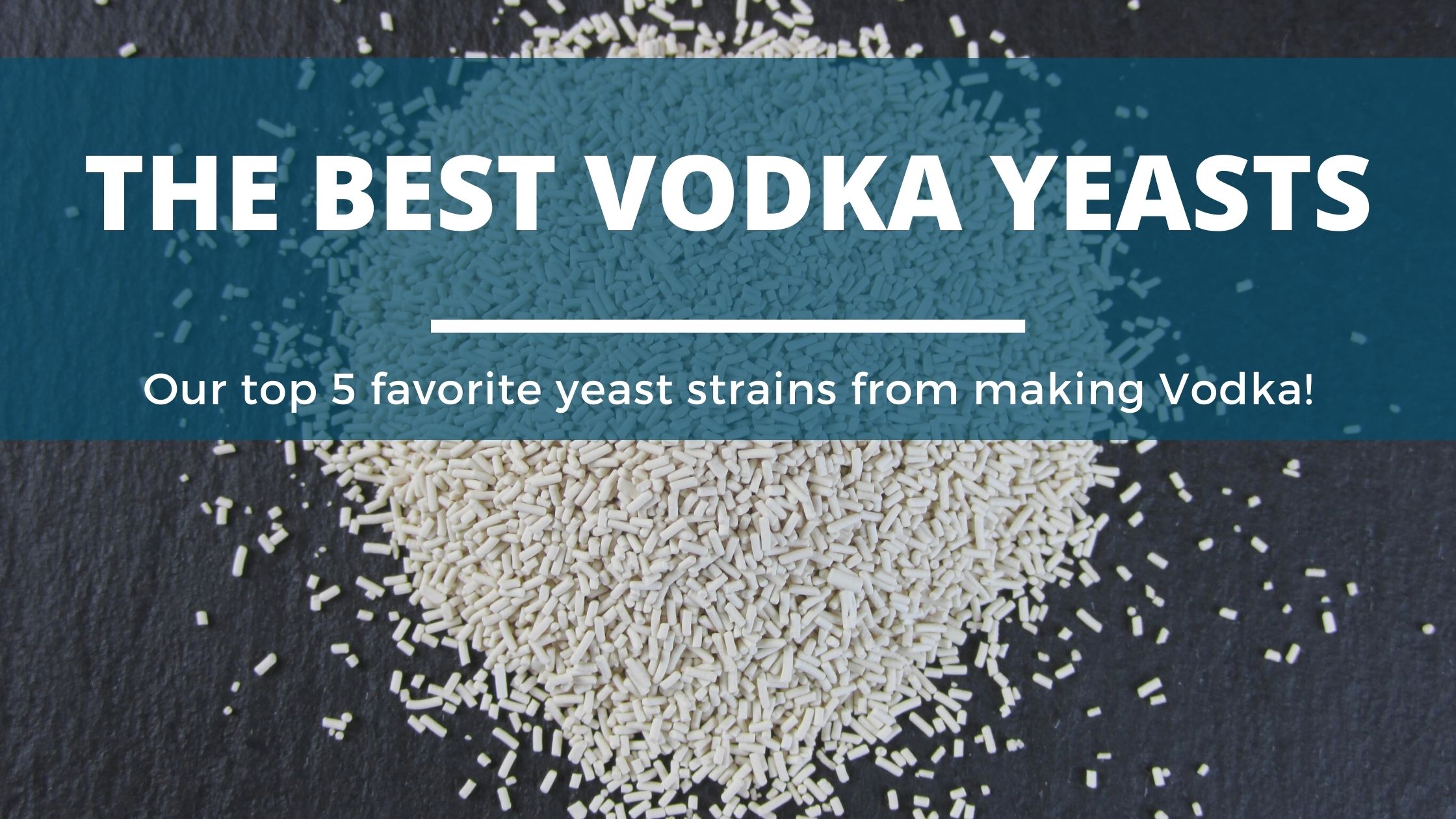 The Best Yeast For Distilling Vodka And Neutral Spirits? (Explained!)