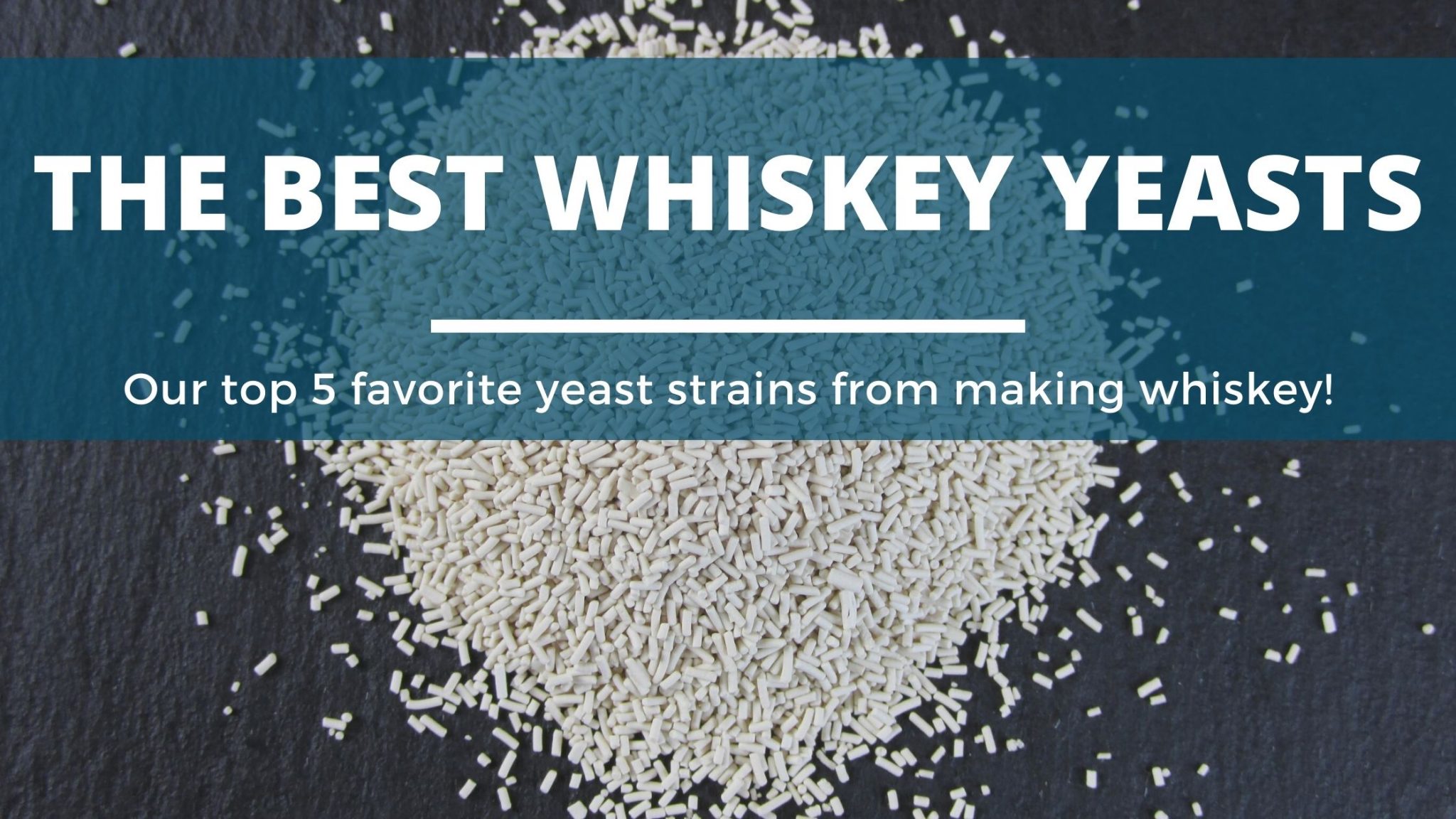 The Best Whiskey Yeast (Our 5 Top Picks For Distilling Whiskey) DIY