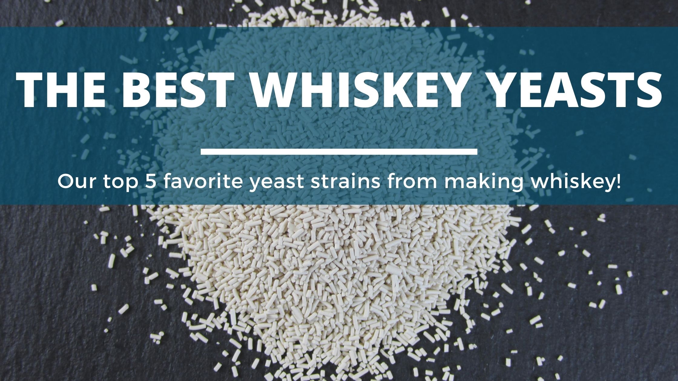 The Best Yeast for Distilling Whiskey (Our 5 Top Picks!)
