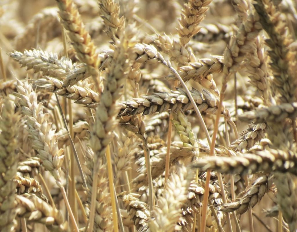 Image of DIY Distilling Making whiskey from wheat