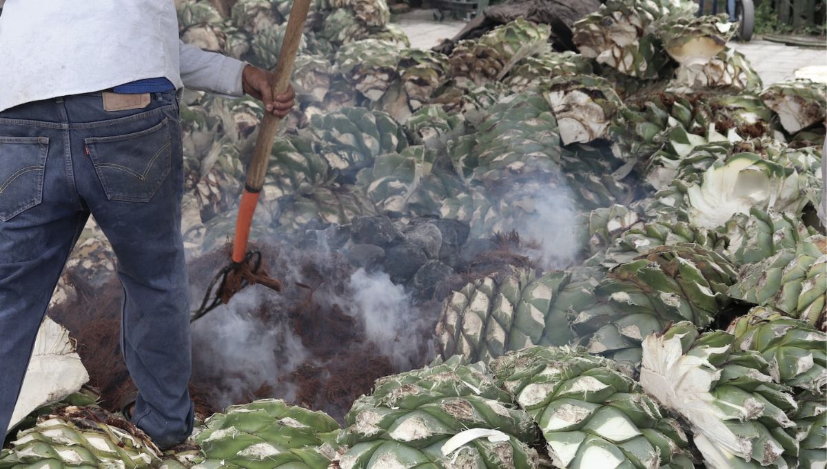 Image of DIY Distilling harvesting agave