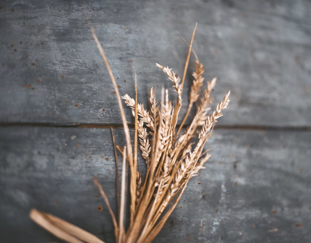 Image of DIY Distilling making whiskey from barley