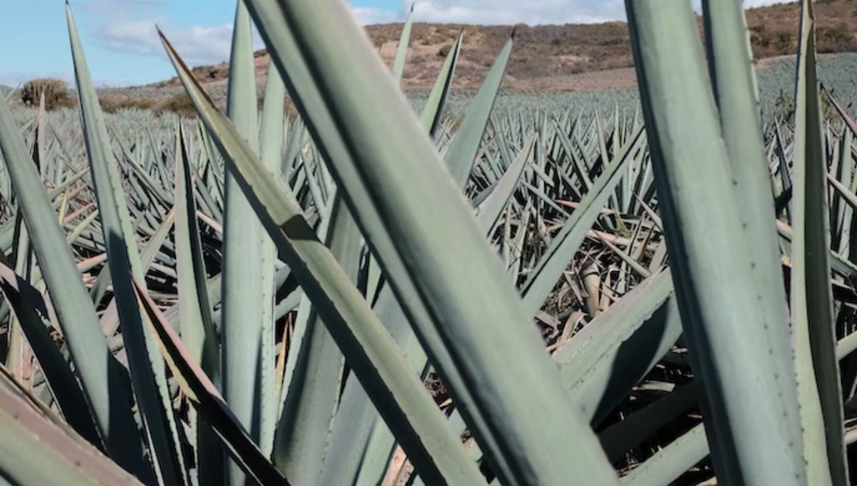 Image of DIY Distilling what is the best agave for making tequila