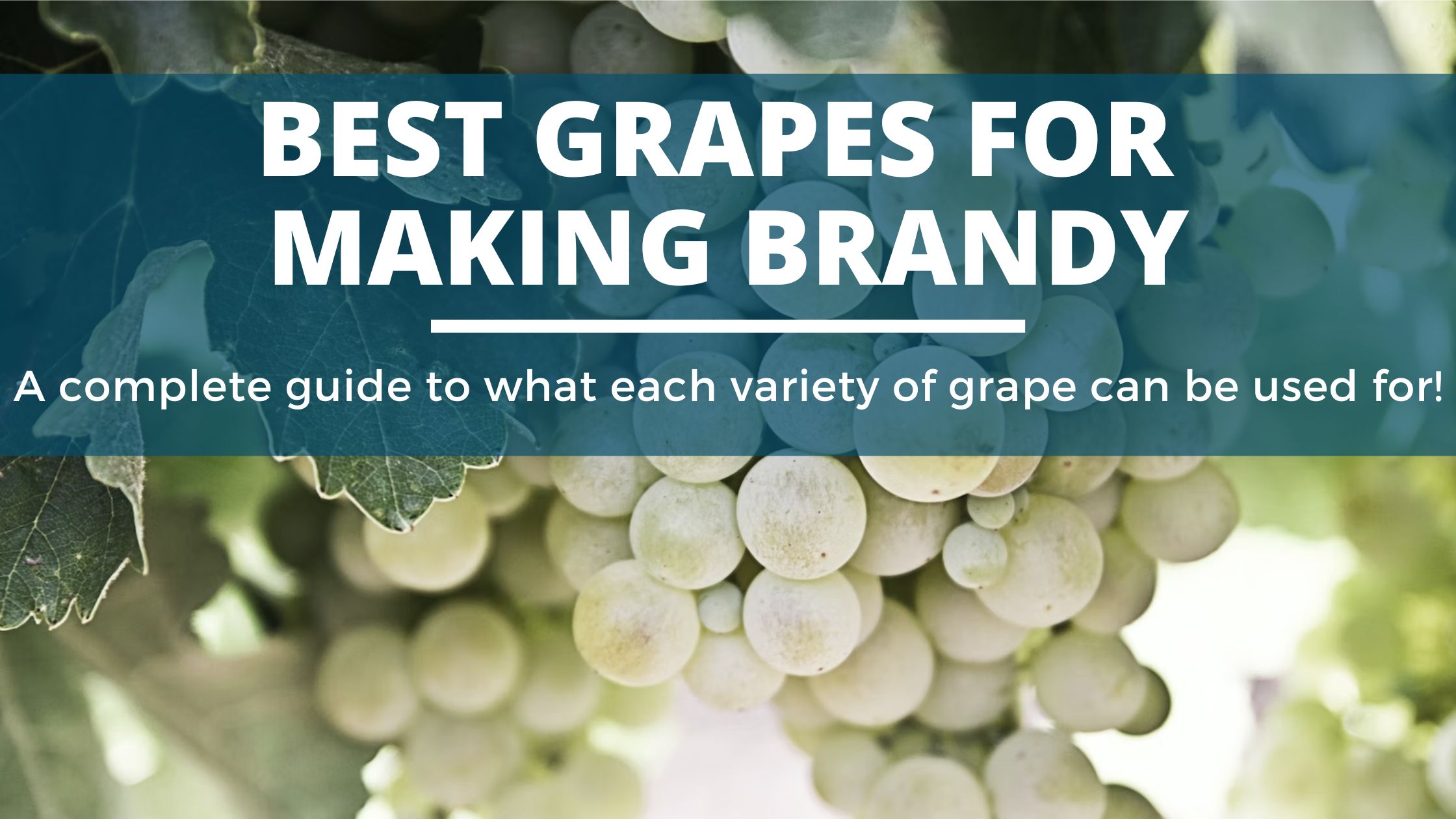 Image of DIY DISTILLING What are the best grapes for making brandy