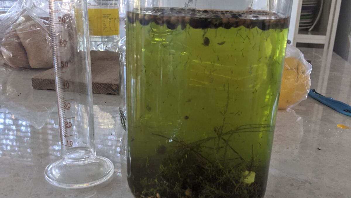 Image of DIY Distilling making gin with the maceration method